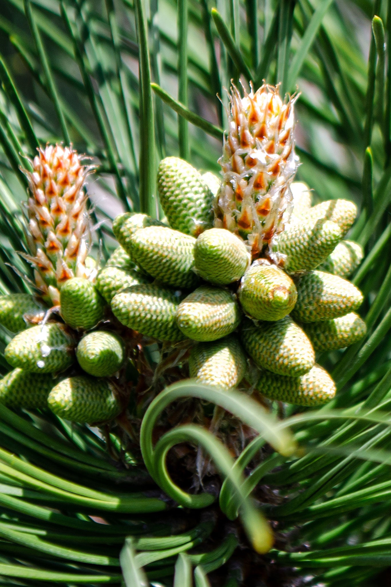 PINEGRE