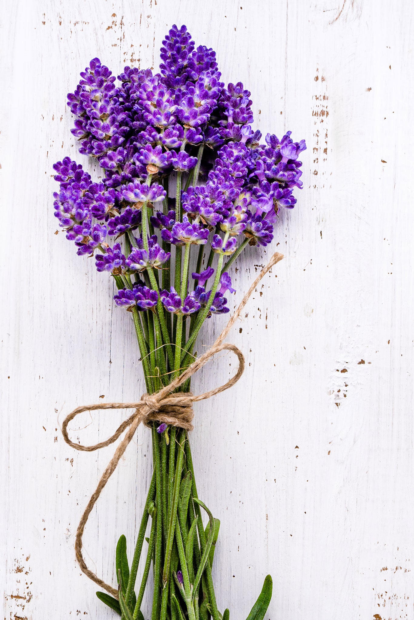 LAVANDA