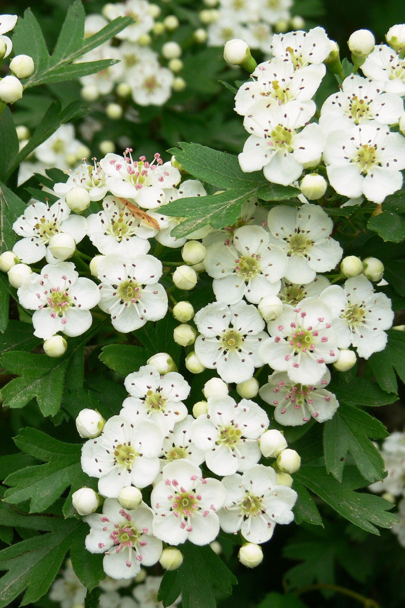 ARÇBLANC 
